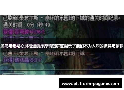 魔鸟与老马心灵相通的深厚情谊解密揭示了他们不为人知的默契与依赖